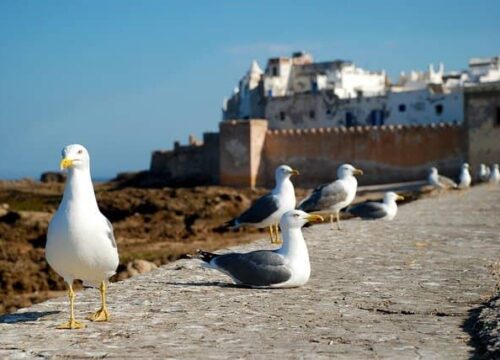 9 Días – al Gran Sur de Marruecos desde Casablanca