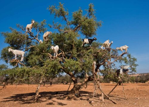 Excursión a Essaouira