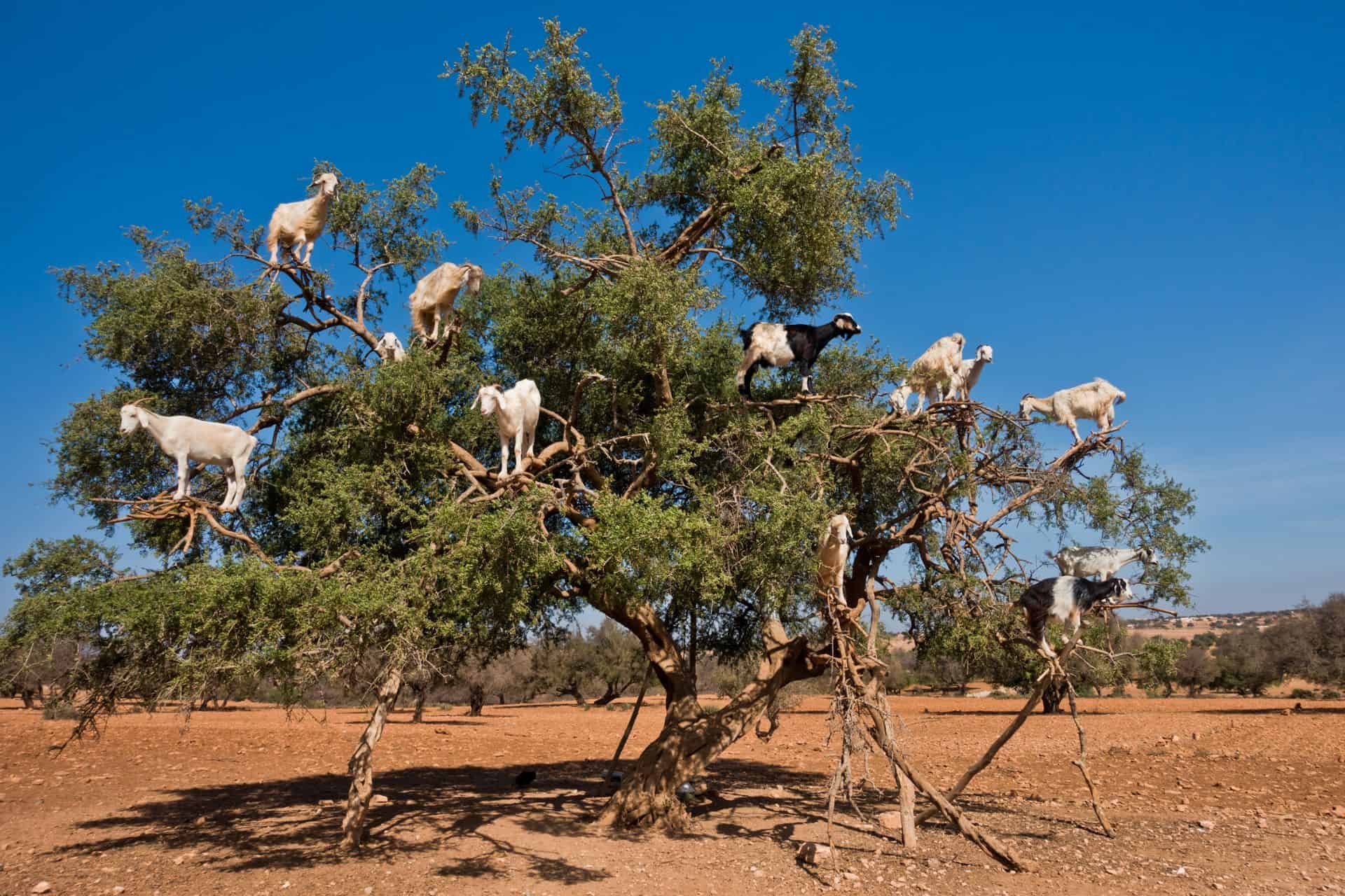 Excursión a Essaouira