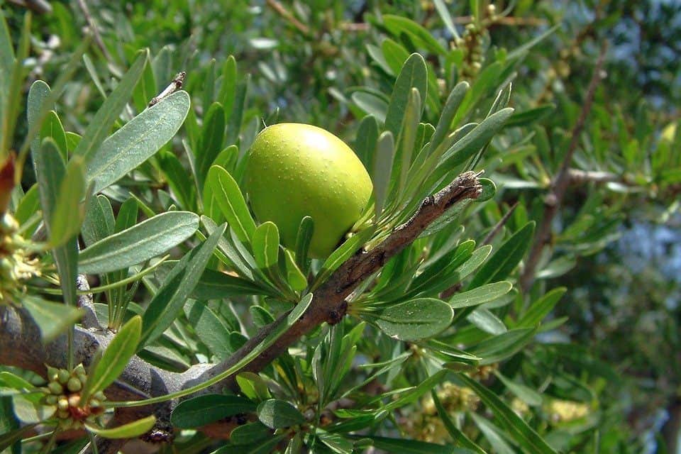 Argán