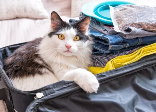 Viajar con animales de compañia a Marruecos