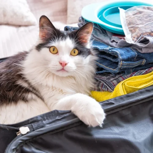 Viajar con animales de compañia a Marruecos